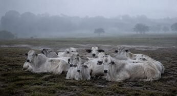 Frio forte no campo acende alerta para morte de boiadas