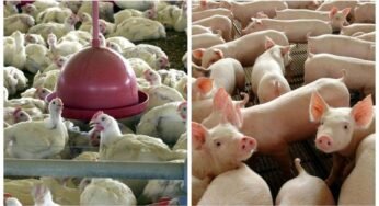 Por que os brasileiros estão trocando a carne vermelha por frango e porco?