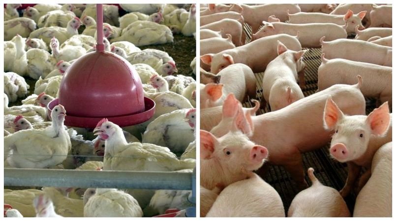 Por que os brasileiros estão trocando a carne vermelha por frango e porco?