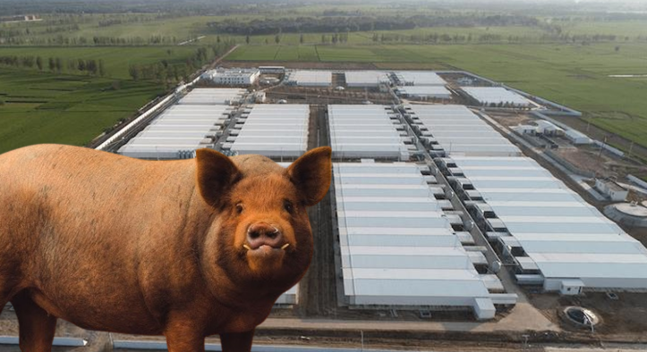 Gigante chinesa da suinocultura mira Brasil e coloca Goiás e Mato Grosso no radar