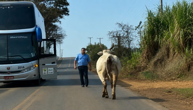 Boi avança contra motorista de ônibus após tentativa de liberar estrada