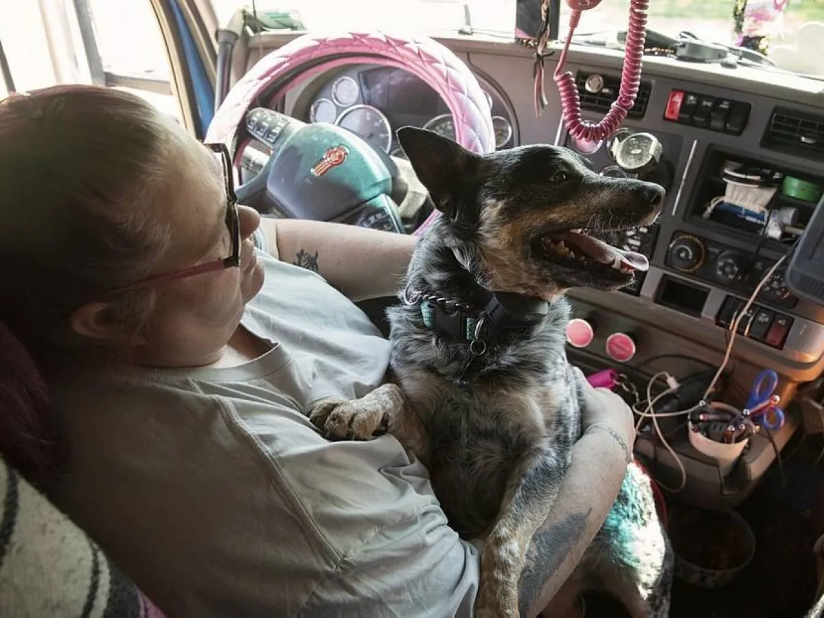 Caminhoneiro pode viajar com cachorro na cabine? Veja o que diz a lei
