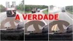 Caminhoneira Se Envolve Em Acidente