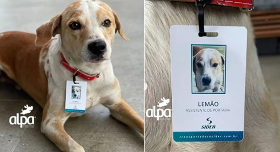 Cãozinho caramelo abandonado é contratado por transportadora em São Paulo