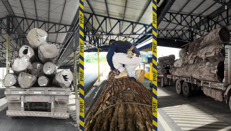 PRF flagra carreta transportando 19 toneladas de excesso de peso com toras de madeira