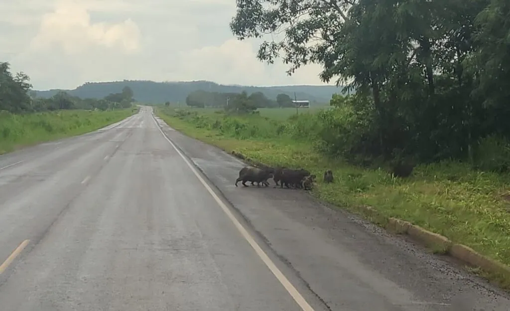 Travessia De Capivaras Guaranta De Norte 1