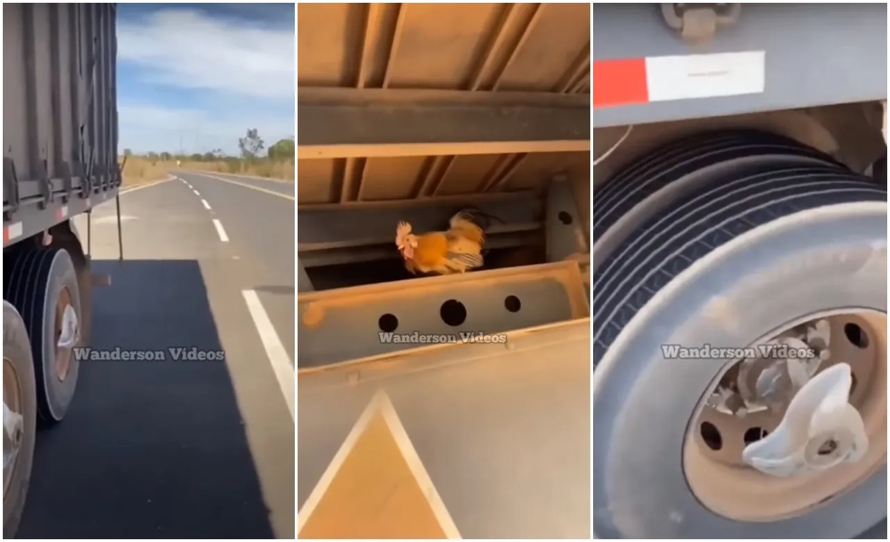 Caminhoneiro flagra galinha viajando em carreta
