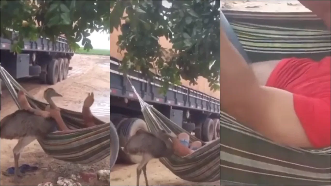 Caminhoneiro passa perrengue com ave enquanto dormia em rede