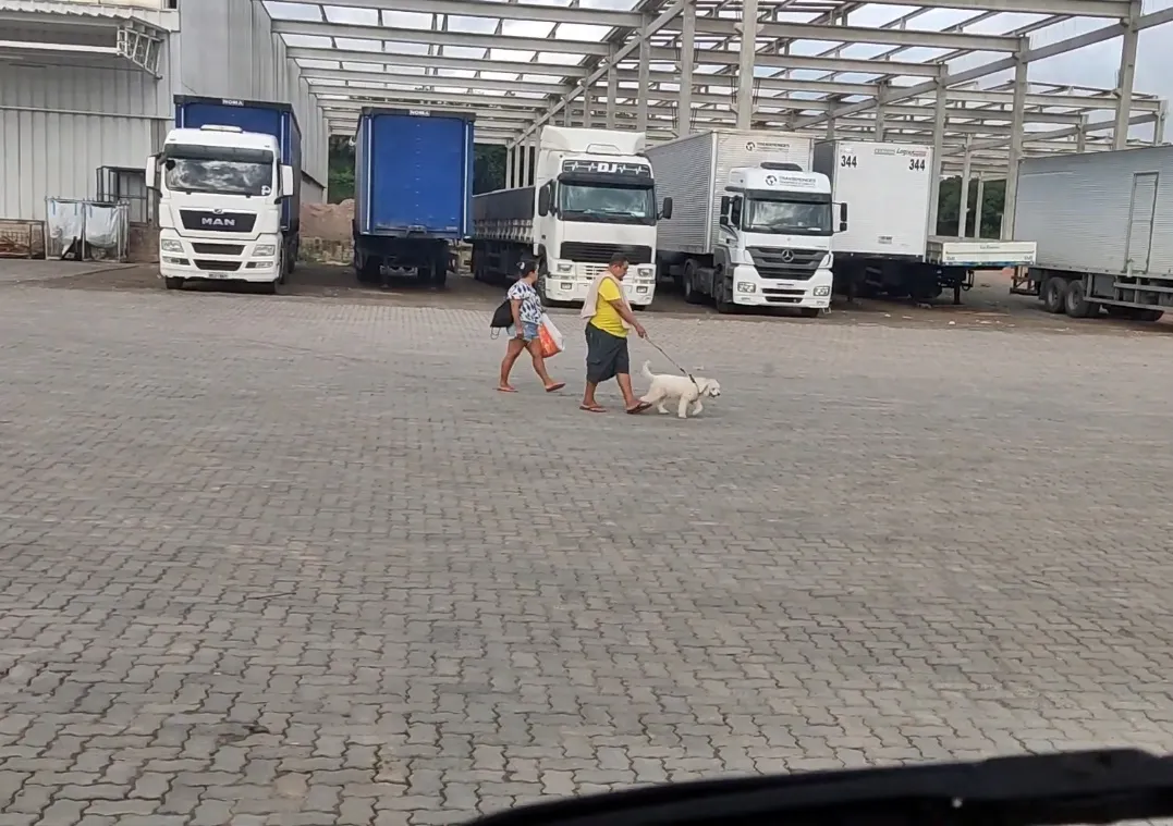 Caminhoneiro pode levar cachorro no caminhão?