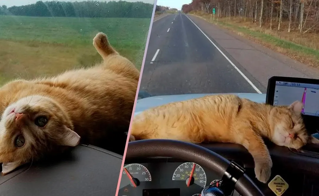 Caminhoneiro tem vida transformada após adotar um gato abandonado