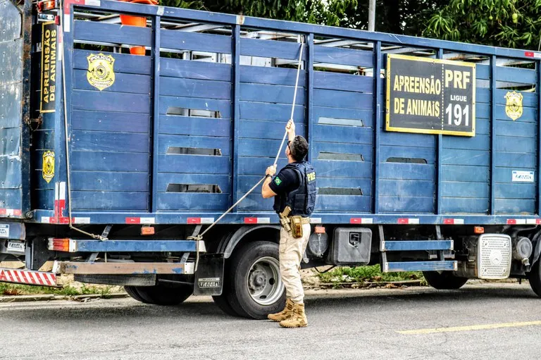 PRF apreende caminhão que transportava animal de forma irregular na BR -101