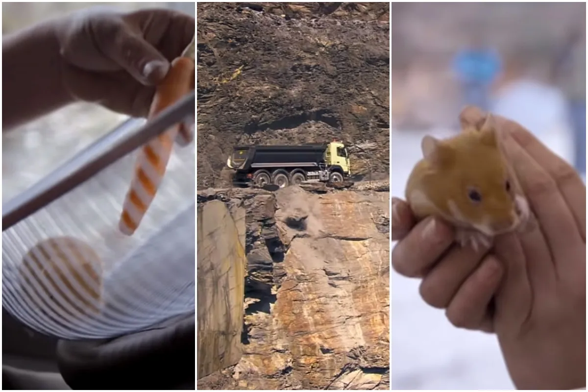 Hamster Dirigindo Um Volvo