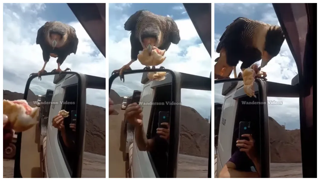 Caminhoneiro entrega pão na bico da ave Carcará