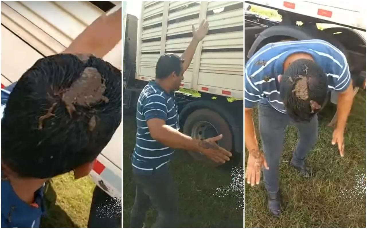 Caminhoneiro é pego de surpresa após boi fazer cocô em sua cabeça