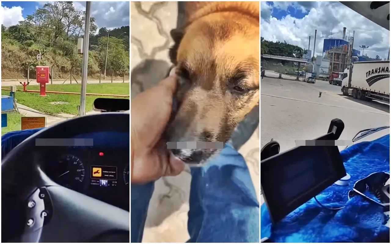 Após 1 ano, caminhoneiro reencontra cachorro e a reação do animal é surpreendente