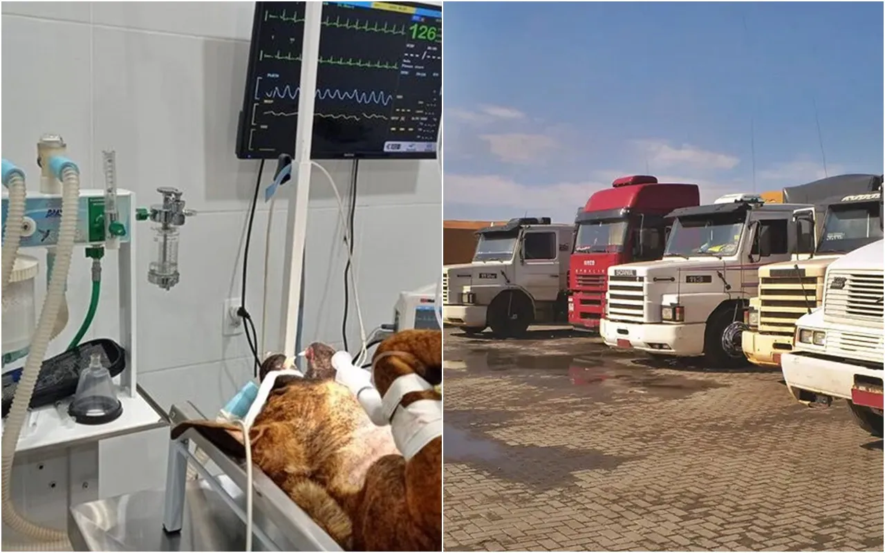 Caminhoneiro que esfaqueou cachorro dá a sua versão