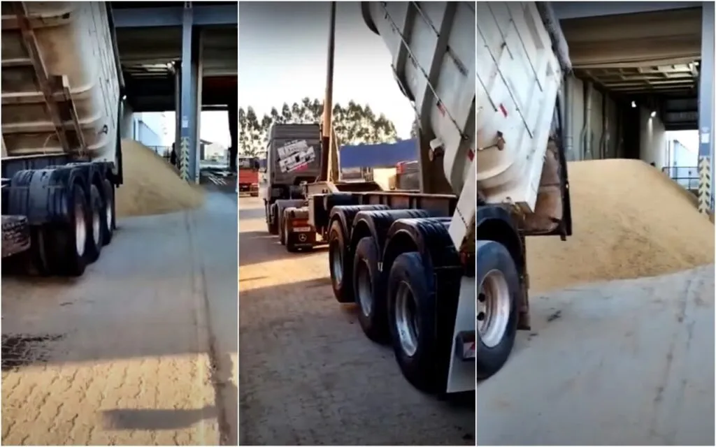 Caminhoneiro descarrega carga de arroz no chão de pátio de empresa