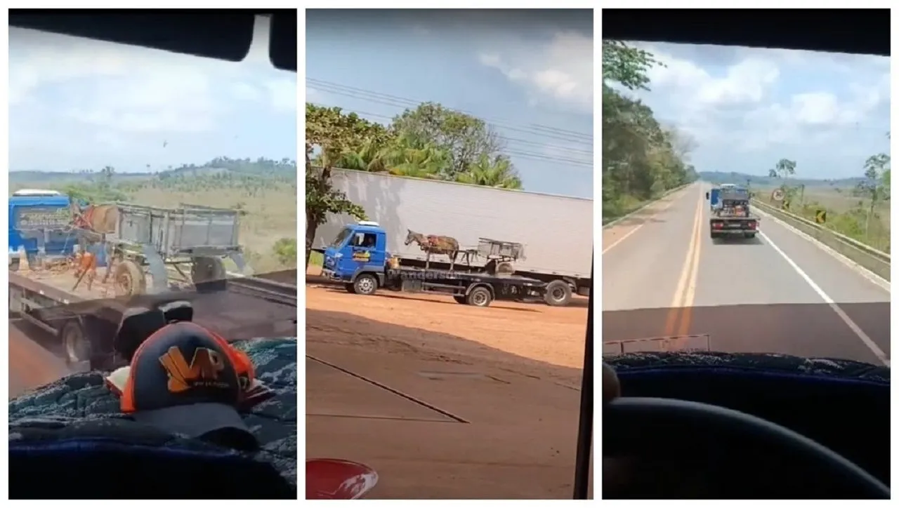 Animal sendo transportado com carroça e tudo em cima de um caminhão viraliza na internet