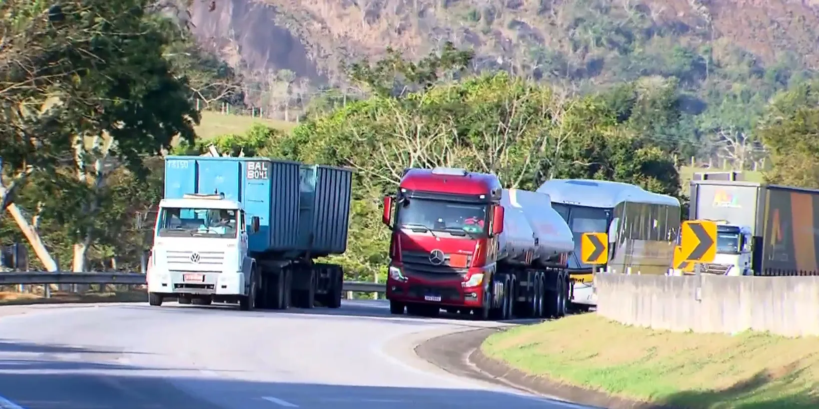 Morte de animais silvestres alcançam números alarmantes em rodovias