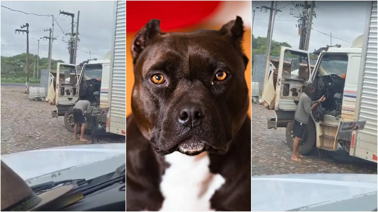 Anti Furto? Caminhoneiro é flagrado com um Pitbull na boleia do caminhão.