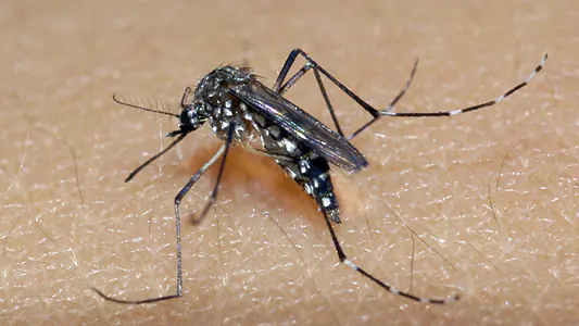 Caminhoneiro doente é o primeiro caso de chikungunya em Santa Catarina