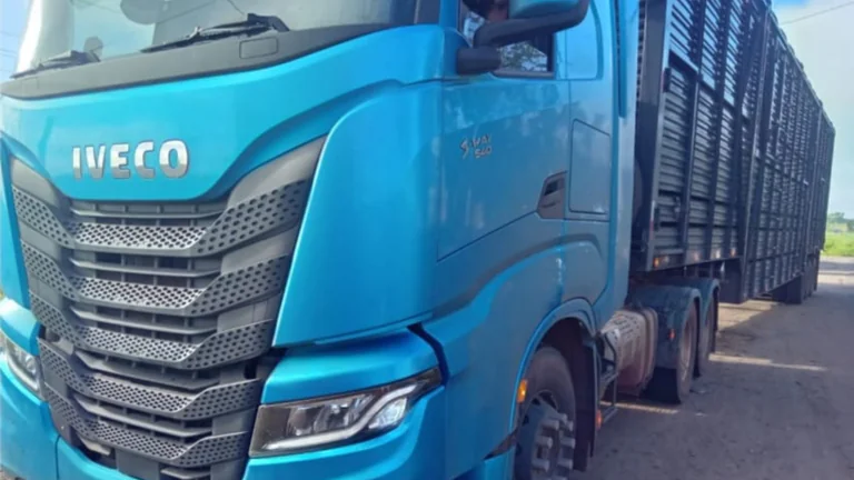 PRF flagra transporte irregular de 101 bezerros em Imperatriz (MA)