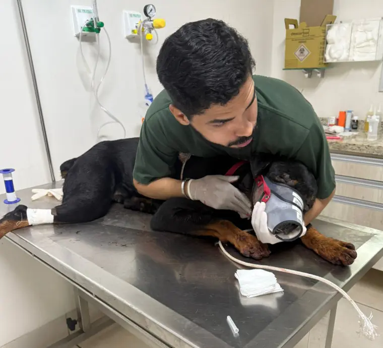 Caminhoneiro é preso após atacar cachorro a facadas