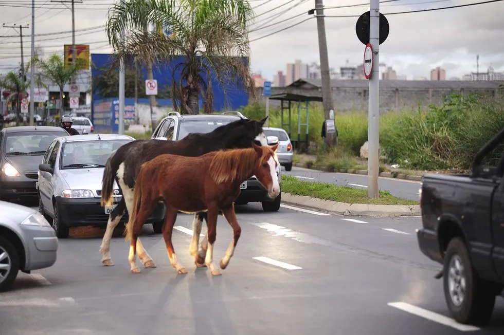 ANIMAL-SOLTO-NA-RUA
