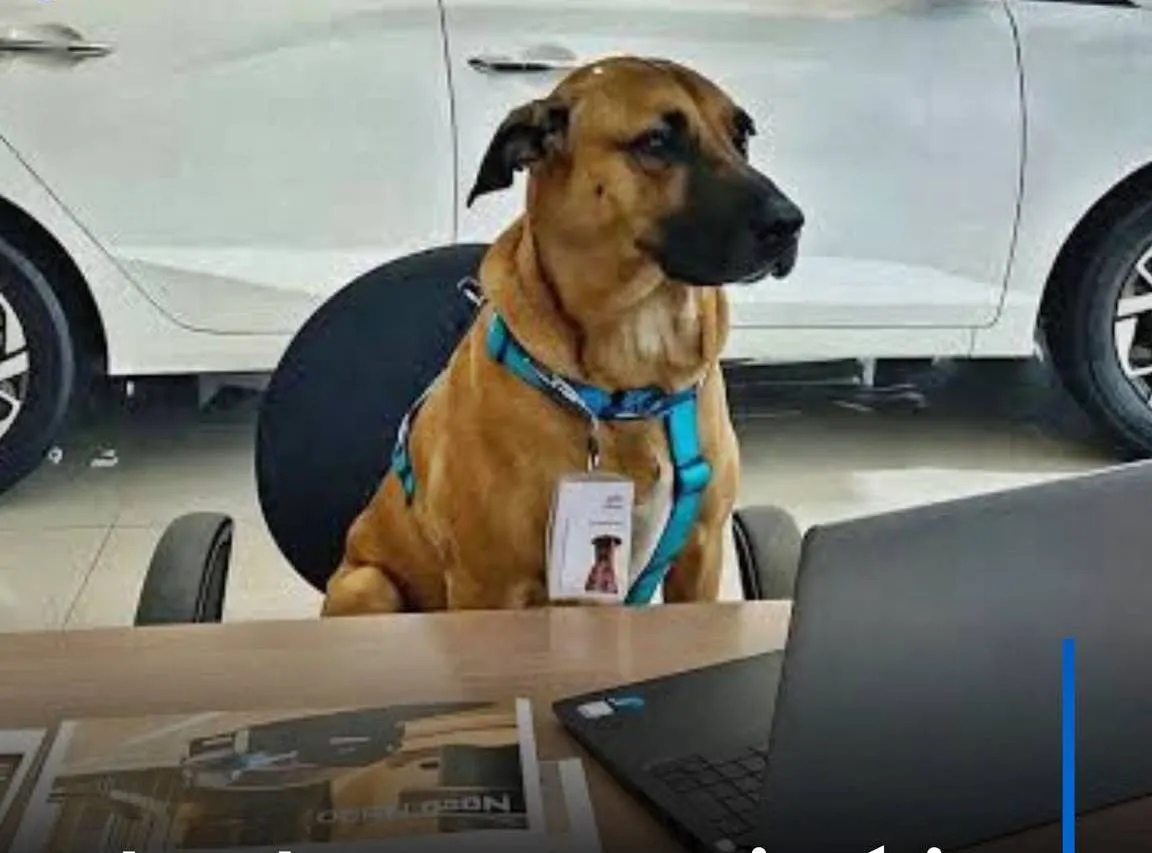 Cão de rua vira mascote da Hyundai, ganha nome de Tucson Prime e conquista mais de 136 mil seguidores