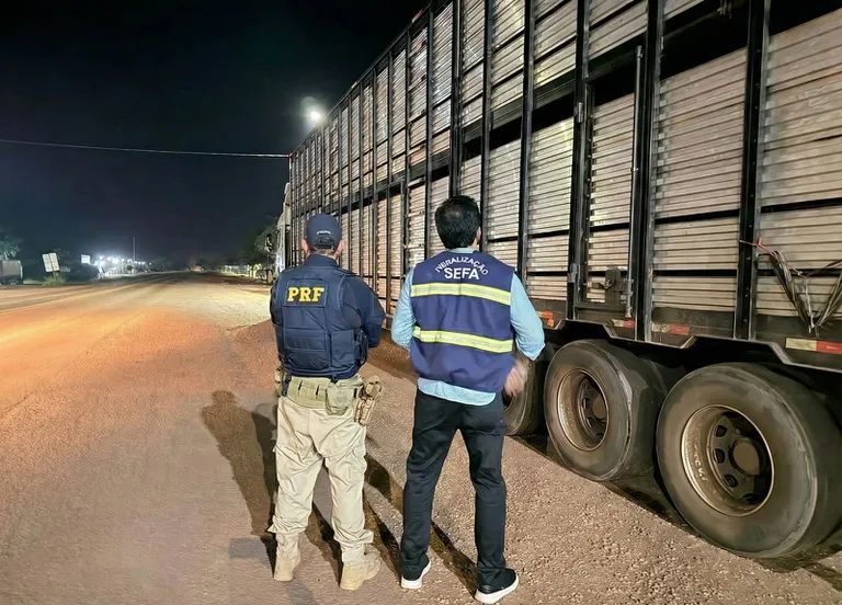 PRF apreende gado sem documento sendo transportados em caminhão na BR-010