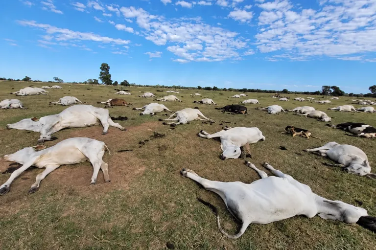 Frio derruba temperaturas em MS e mais de 80 bovinos morrem em fazendas