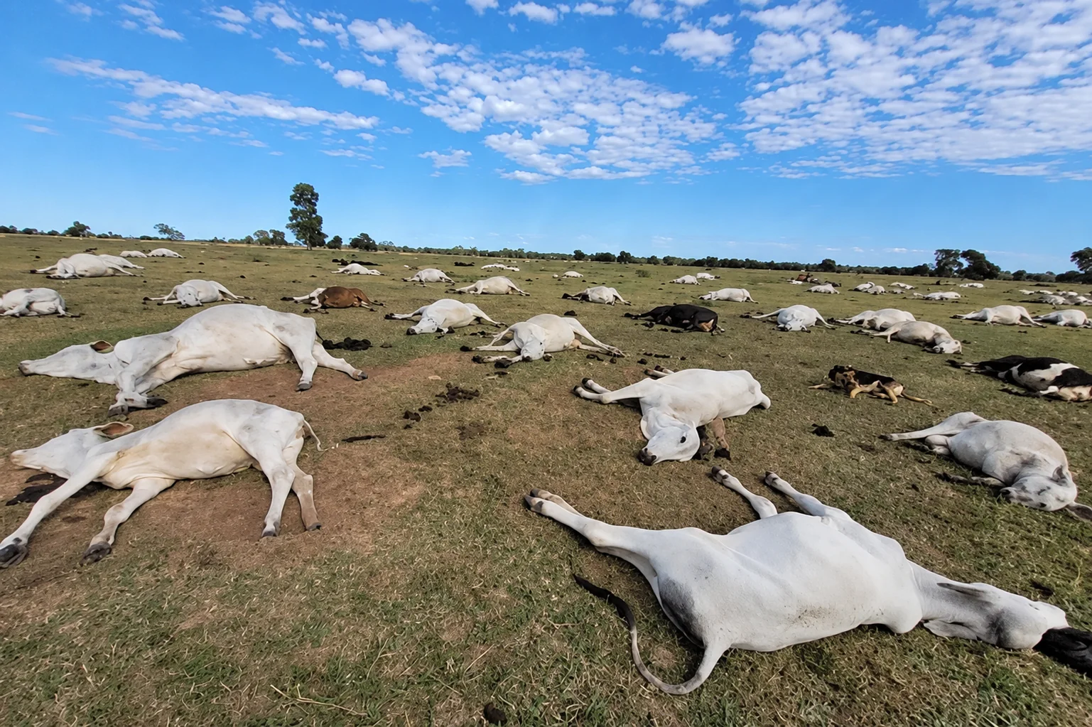 Frio derruba temperaturas em MS e mais de 80 bovinos morrem em fazendas