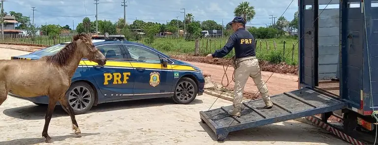 PRF RETIRANDO ANIMAL