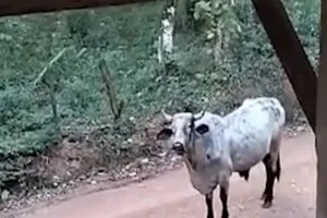 Boi solto reaparece após morte de idoso em bairro rural de SP