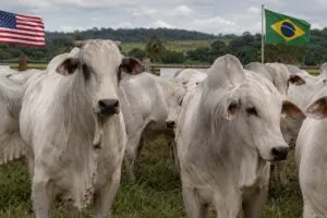 EUA compram mais carne do Brasil enquanto falta boi no mercado americano