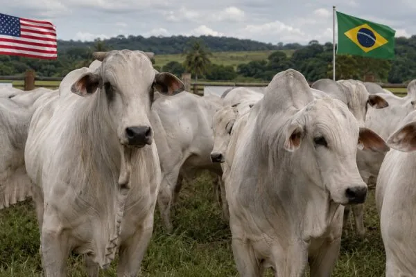 EUA compram mais carne do Brasil enquanto falta boi no mercado americano