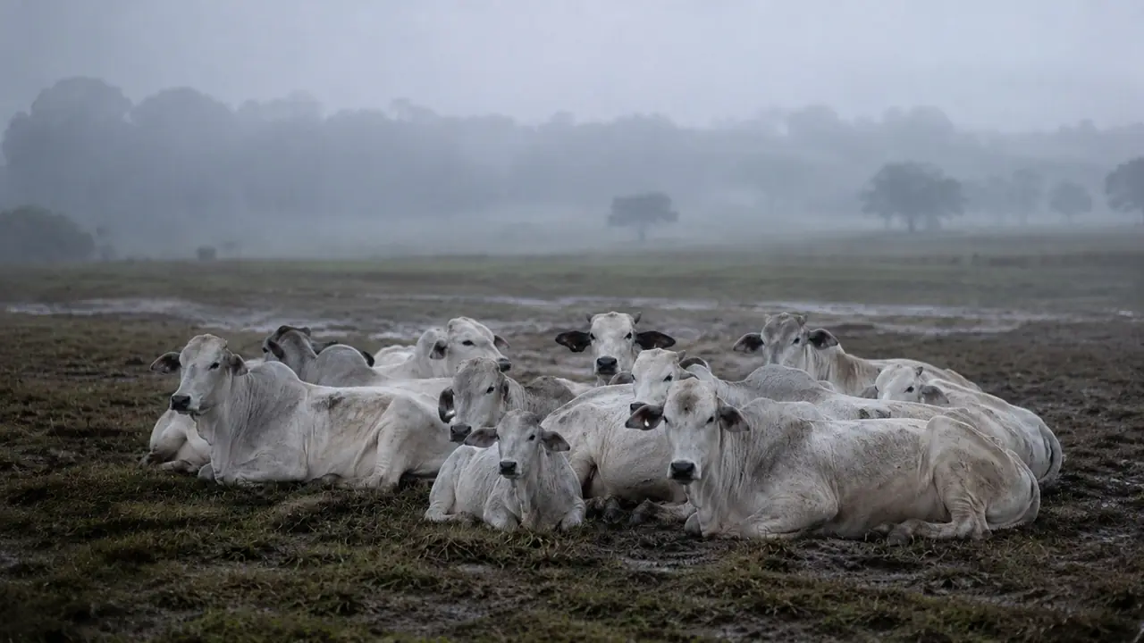 Frio forte no campo acende alerta para morte de boiadas