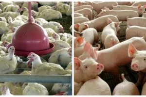 Por que os brasileiros estão trocando a carne vermelha por frango e porco?