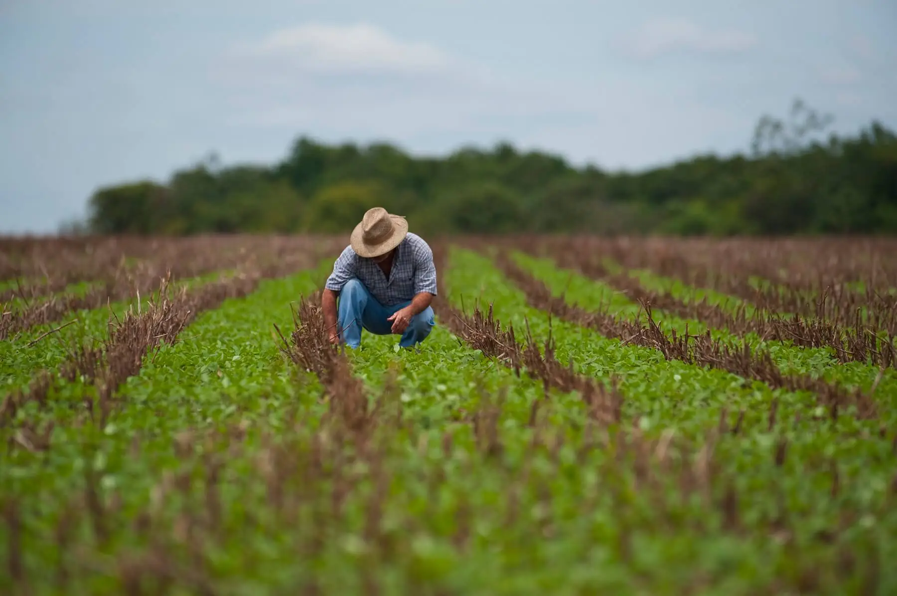 Produtores rurais fecham 2025 com mais dívidas e inadimplência cresce no agro